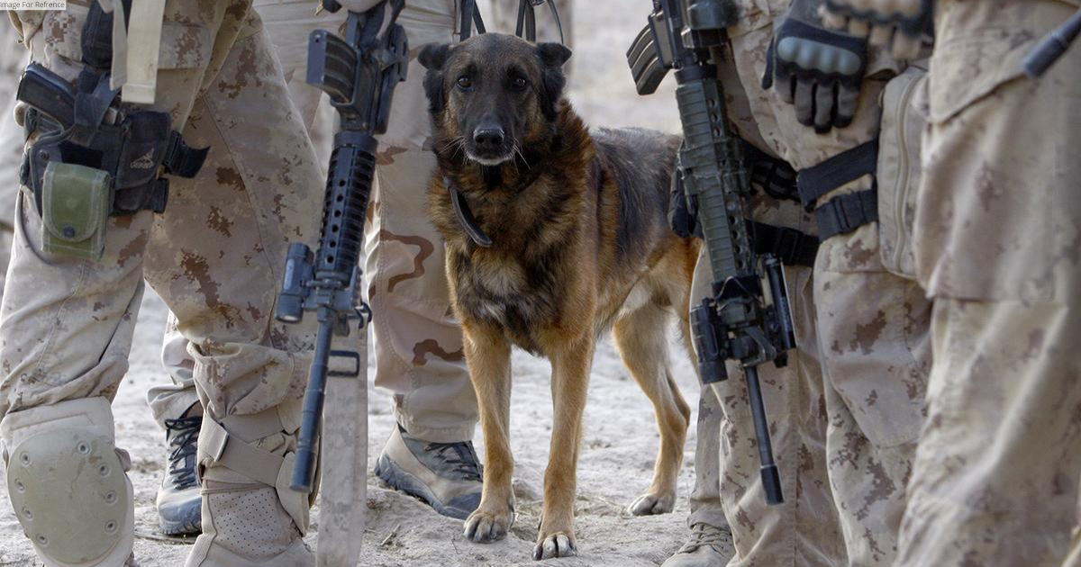 US adandoned Army dogs in Afghanistan: Donald Trump